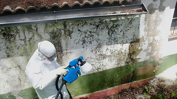 Top rated local Mold Remediation specialists in Huntingdon, TN